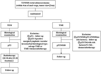 Total Mesorectal Excision vs. Transanal Endoscopic Microsurgery Followed by Radiotherapy for T2N0M0 Distal Rectal Cancer: A Multicenter Randomized Trial